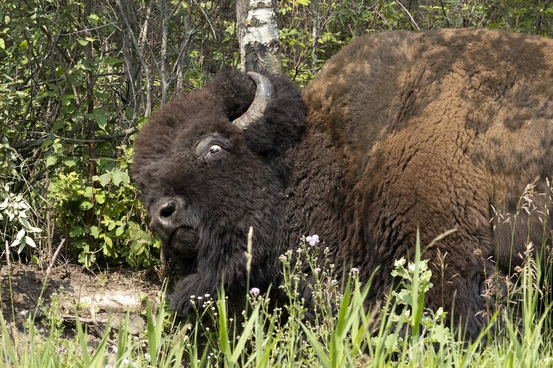plainsbison-4057.jpg :: Bull plains bison rubbing on aspen tree