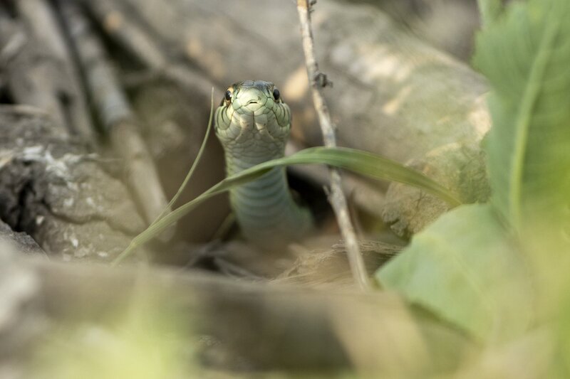 plainsgartersnake-0001.jpg
