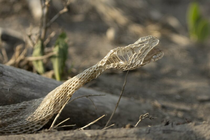 plainsgartersnake-0006.jpg
