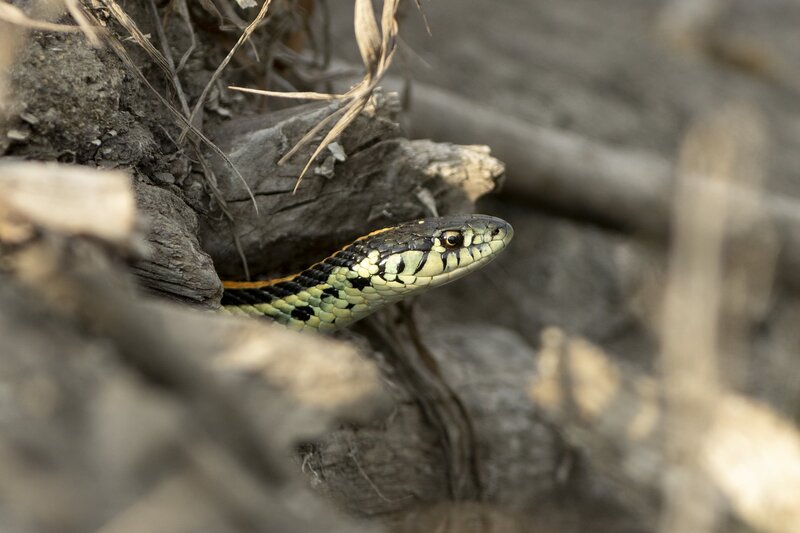 plainsgartersnake-9985.jpg