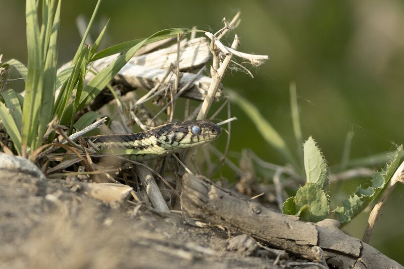 plainsgartersnake-9988.jpg