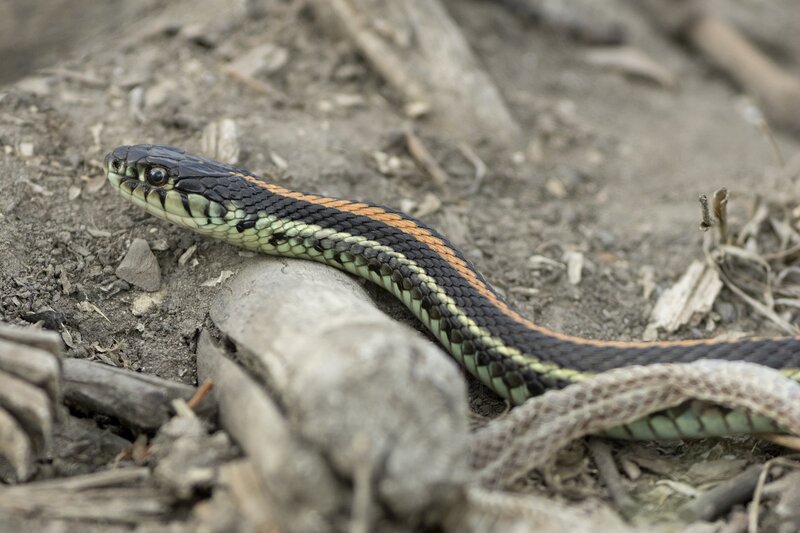 plainsgartersnake-9991.jpg