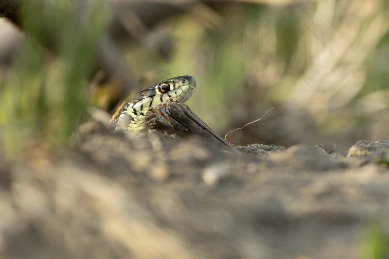 plainsgartersnake-9996.jpg