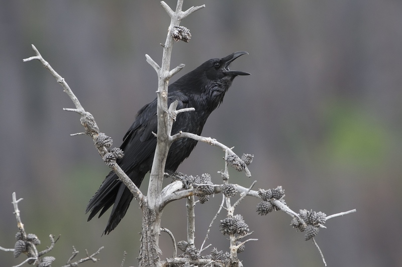 raven-0655.jpg