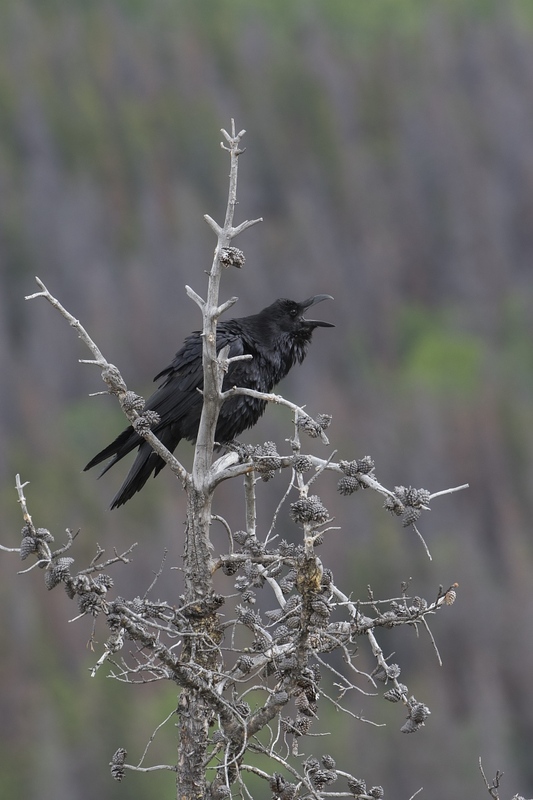 raven-0671.jpg