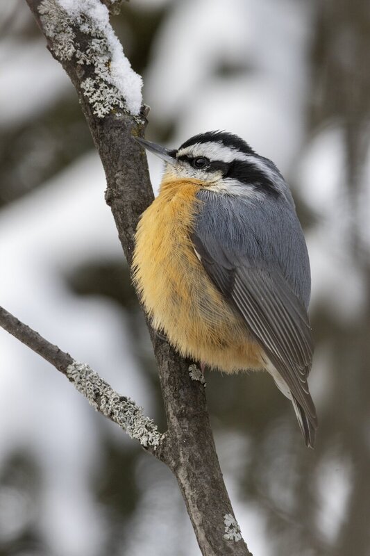 redbreastednuthatch9564(1).jpg