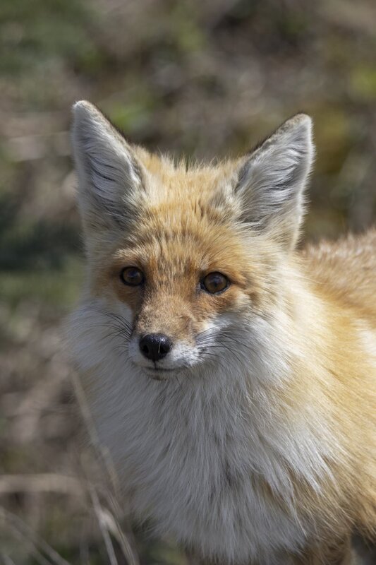 redfox1823.jpg