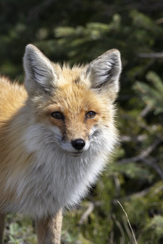 redfox1829.jpg