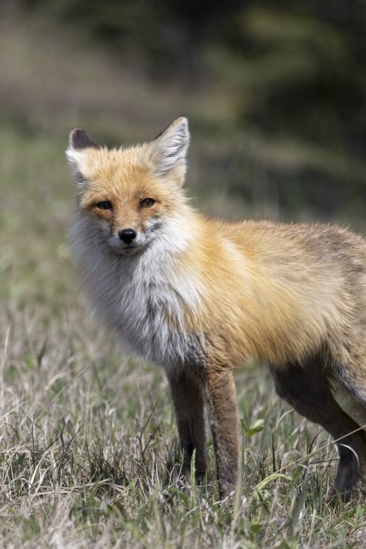 redfox1830.jpg