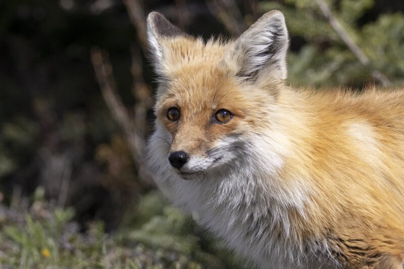 redfox1842h(1).jpg