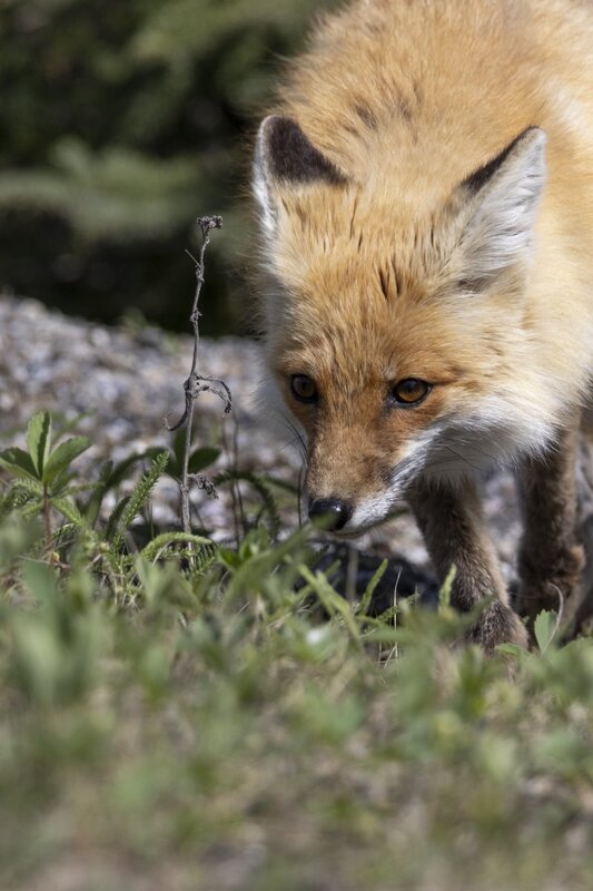 redfox1844.jpg