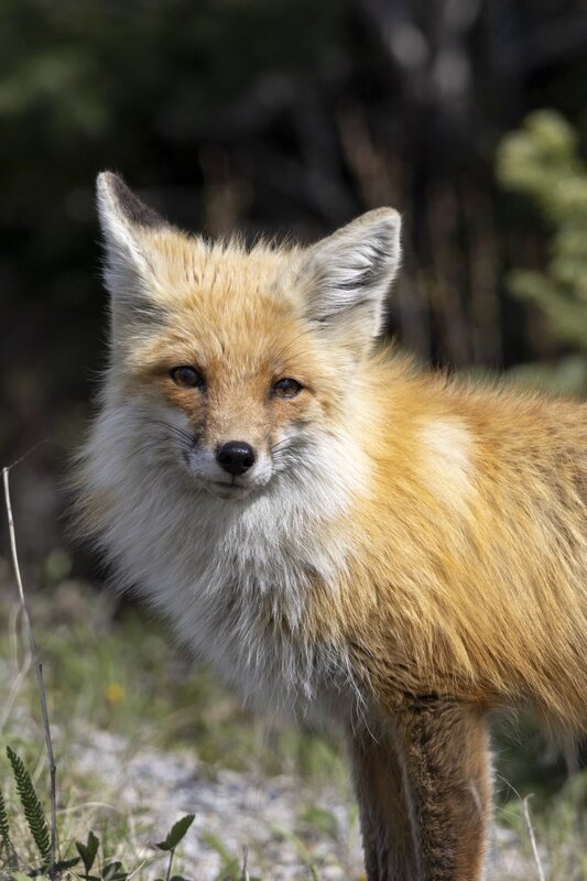 redfox1847.jpg