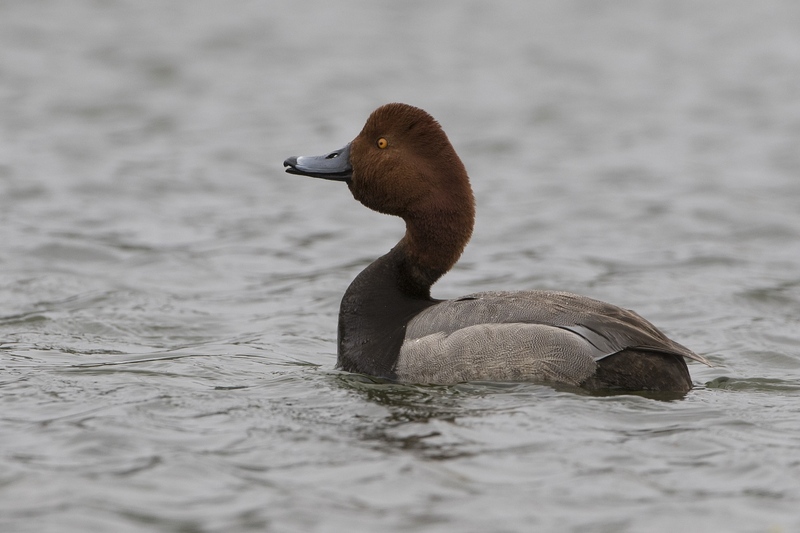 redhead-2387.jpg :: Drake redhead courtship display