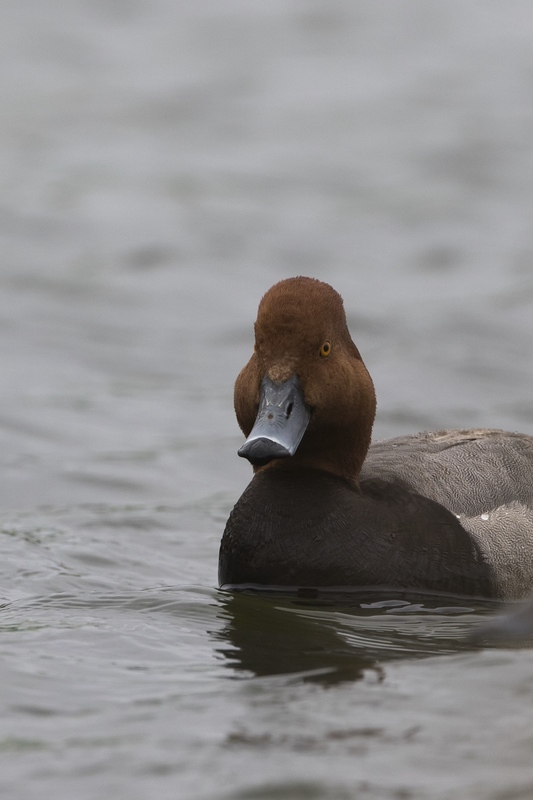 redhead-2393.jpg :: Drake redhead closeup