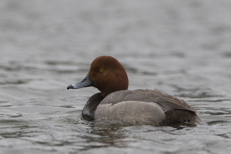 redhead-2401.jpg :: Drake redhead swimming