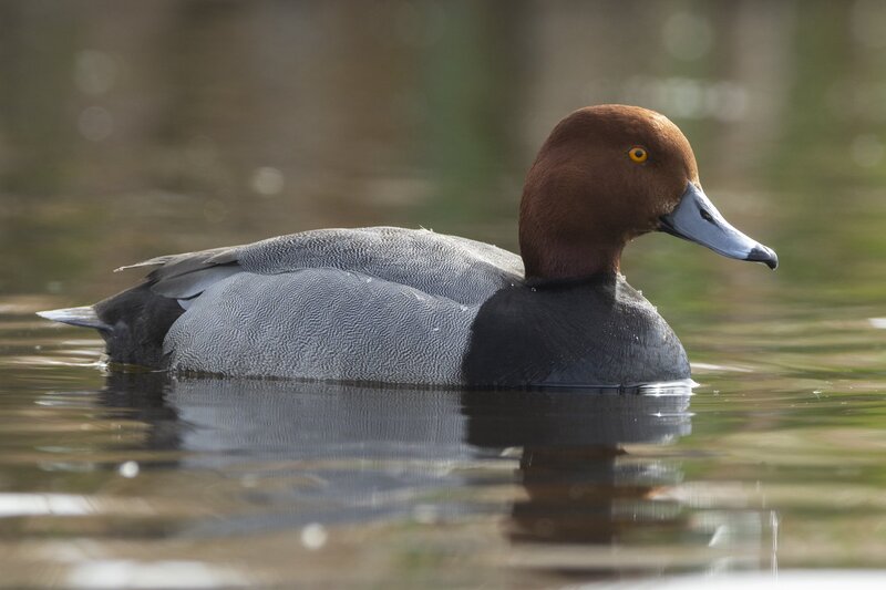 redhead-9472.jpg