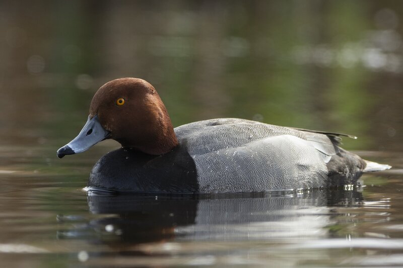 redhead-9477.jpg