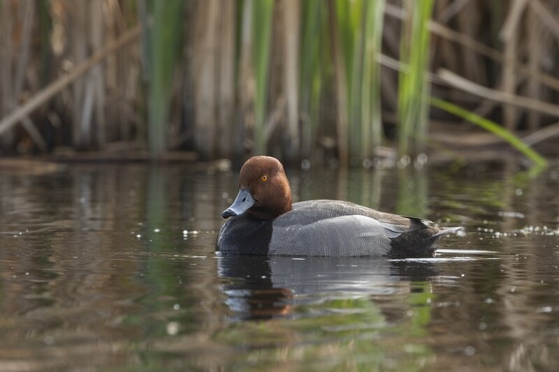 redhead-9510.jpg