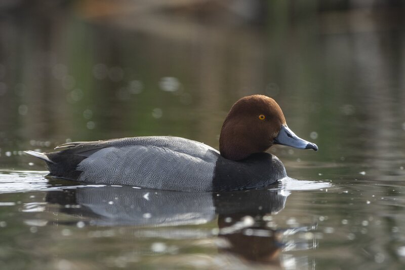 redhead-9512.jpg