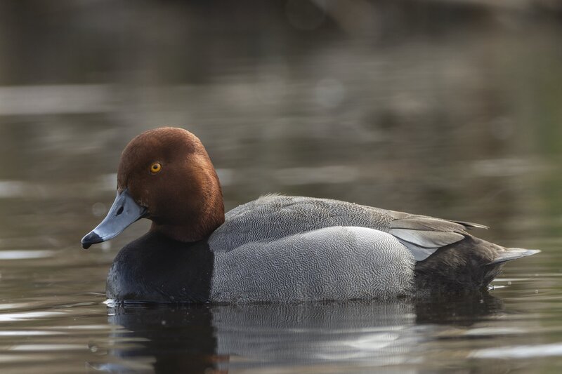 redhead-9524.jpg