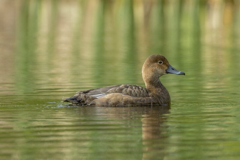 redhead-9616.jpg