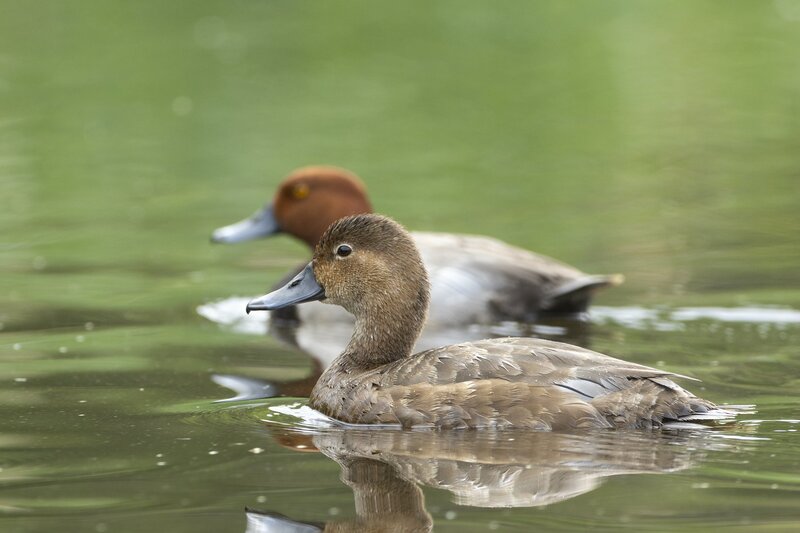 redhead-9636.jpg