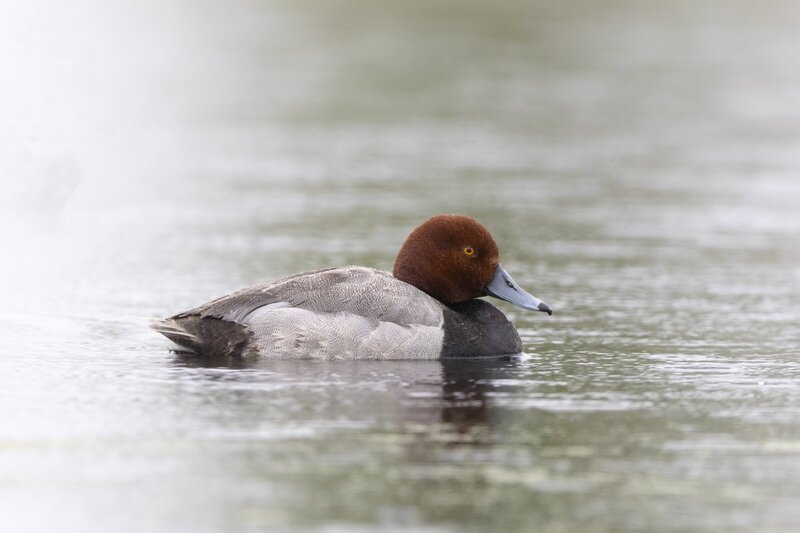 redhead2093.jpg