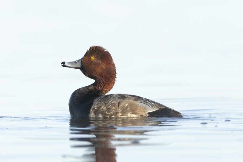 redhead2243.jpg