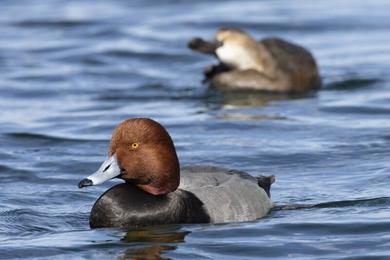 redhead5160.jpg