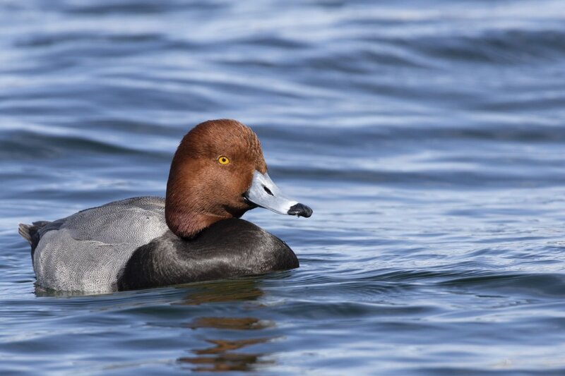redhead5169.jpg