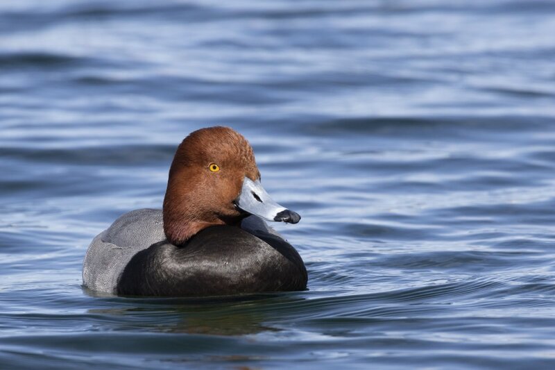 redhead5174.jpg