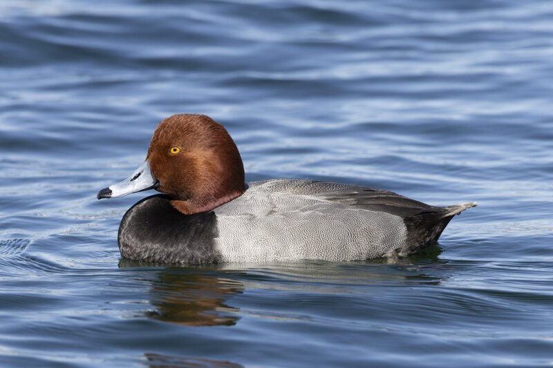 redhead5182.jpg