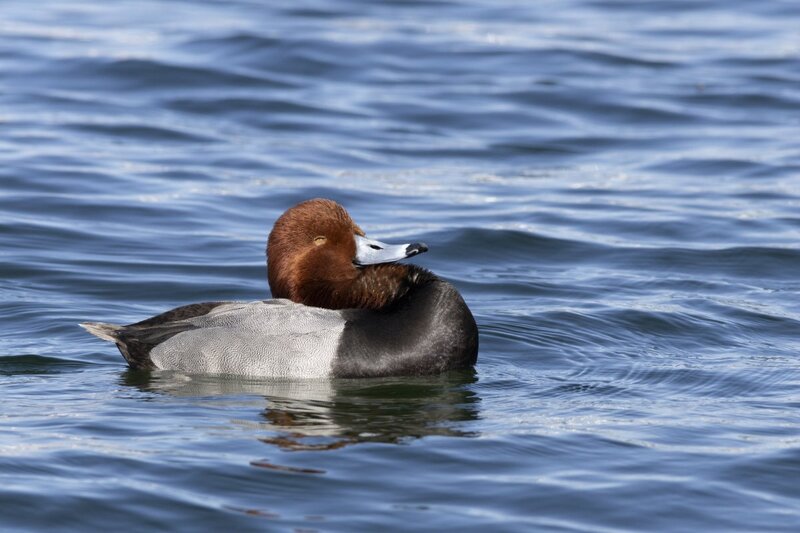 redhead5193.jpg