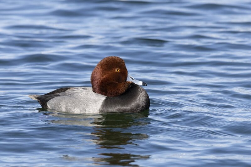 redhead5199.jpg