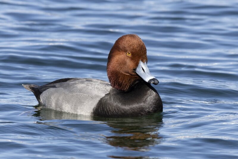 redhead5200.jpg