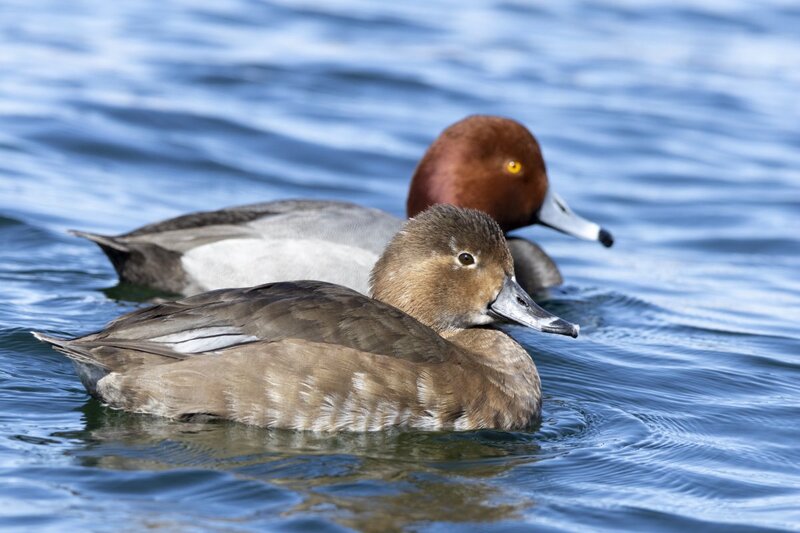 redhead5237.jpg