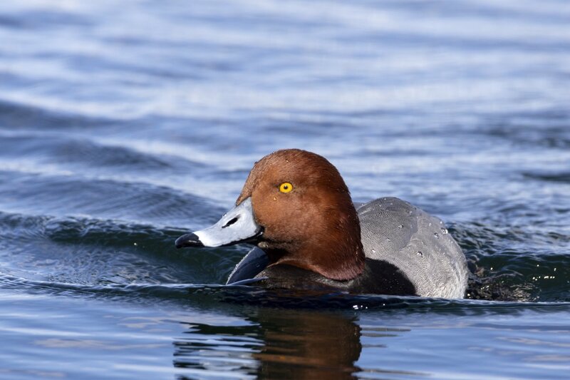 redhead5288.jpg