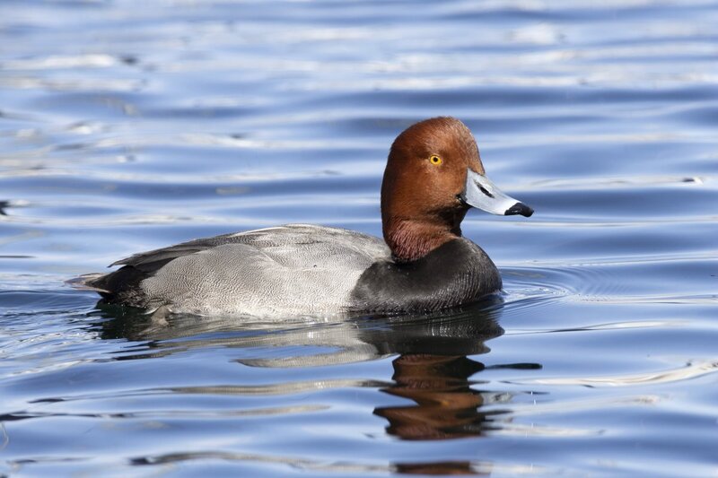 redhead5328.jpg