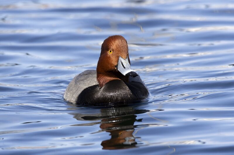 redhead5339.jpg