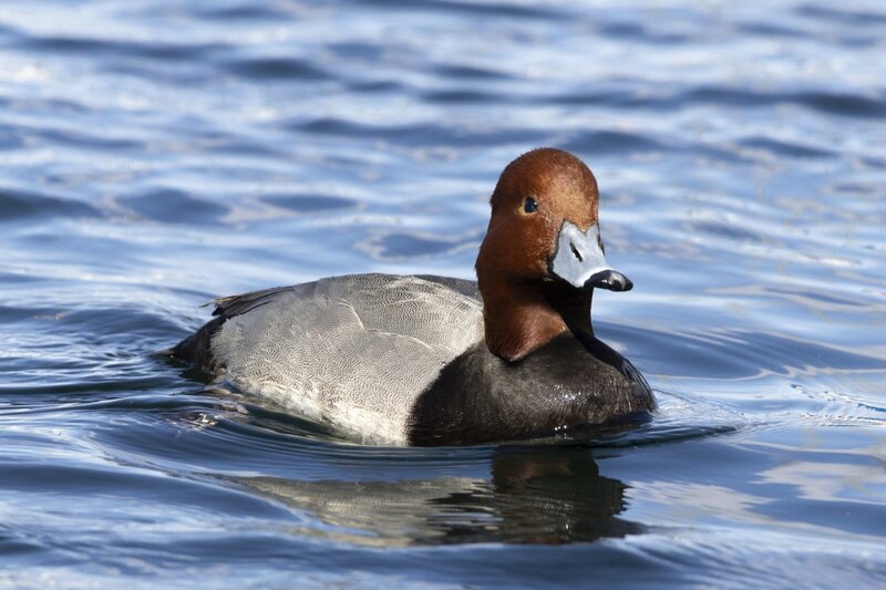 redhead5356.jpg