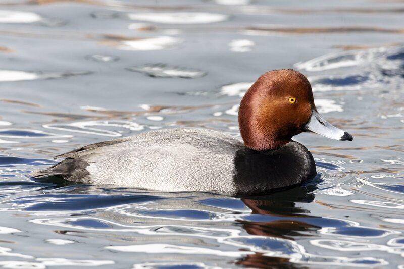 redhead5780.jpg