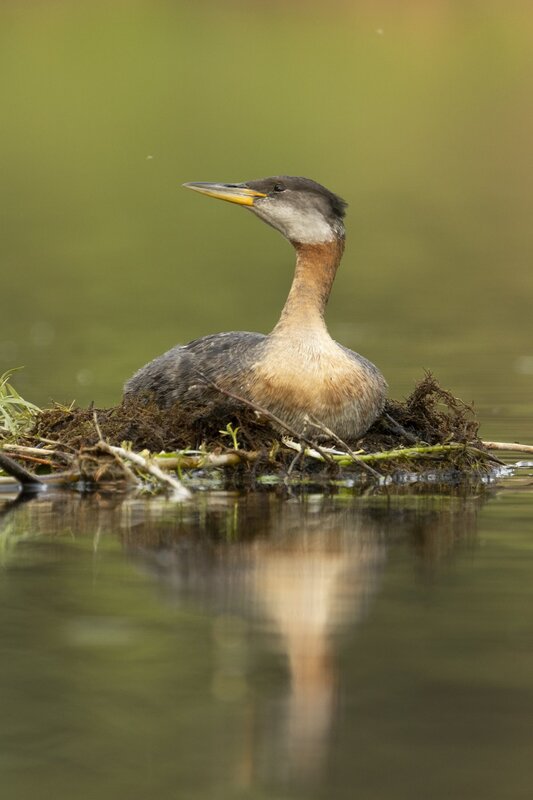 redneckedgrebe-0167.jpg