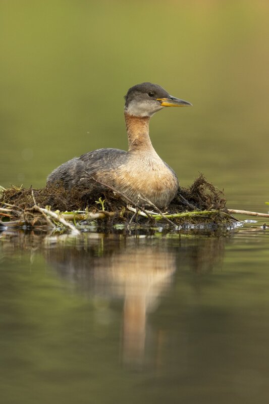 redneckedgrebe-0175.jpg