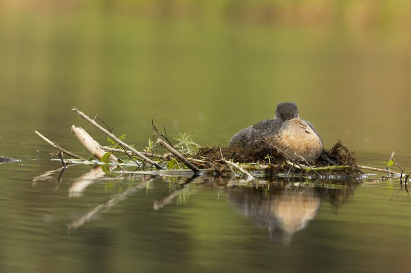 redneckedgrebe-0193.jpg