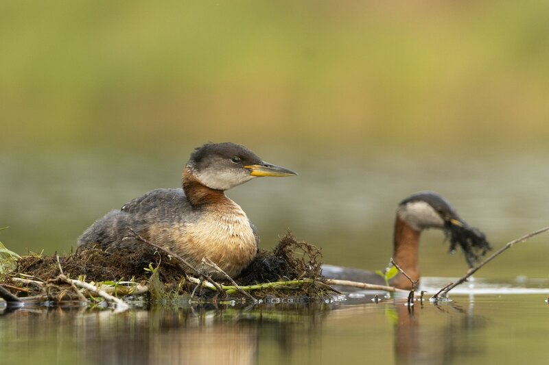 redneckedgrebe-0233.jpg