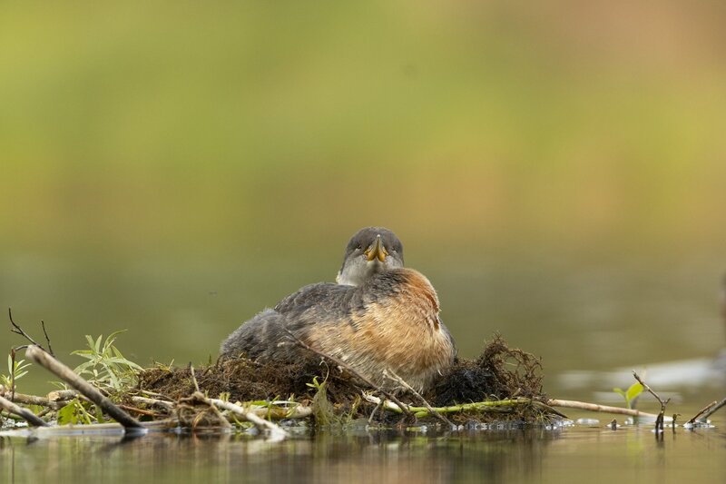 redneckedgrebe-0237.jpg