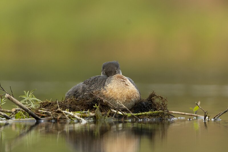 redneckedgrebe-0240.jpg