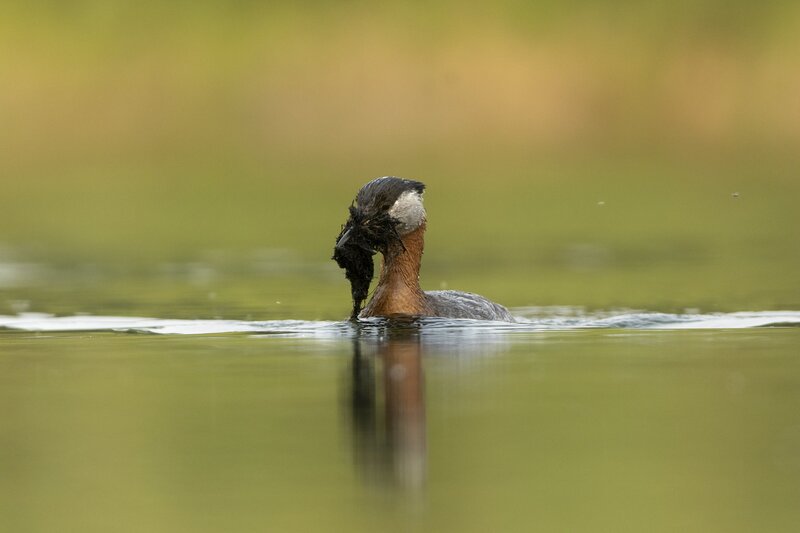 redneckedgrebe-0248.jpg