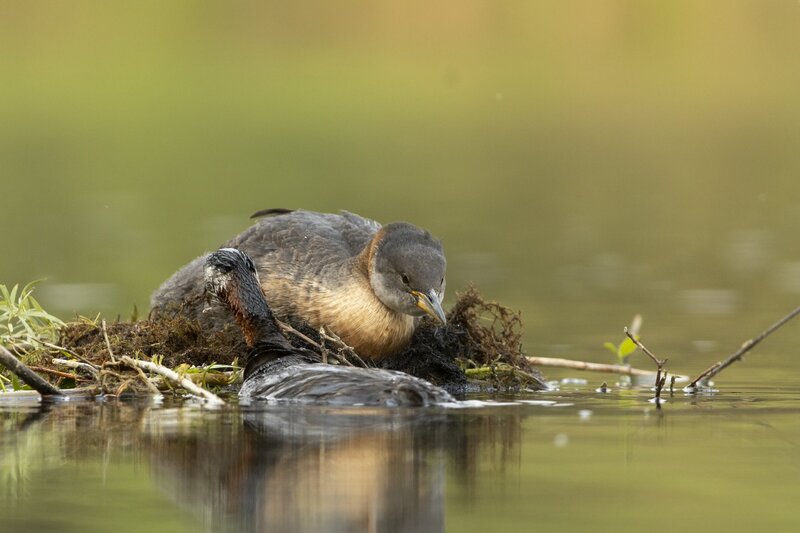redneckedgrebe-0257.jpg