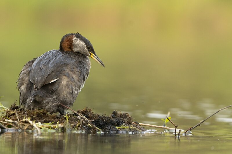redneckedgrebe-0280.jpg